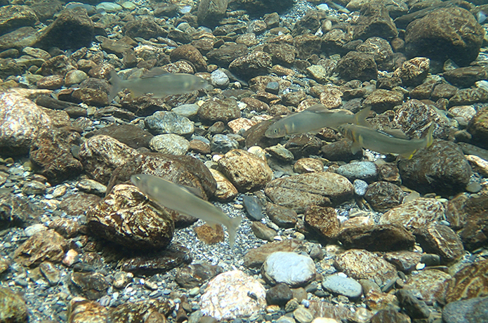 ＜川遊び人の独り言＞第2話　 夏真っ盛り～アユも釣り人も一夏に燃え尽きて～