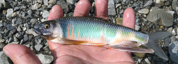 「仁淀川いきものがたり」川の宝石、オイカワ(ハエ)