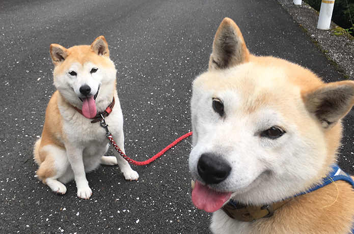いつでもザブザブ土居川ワン歩