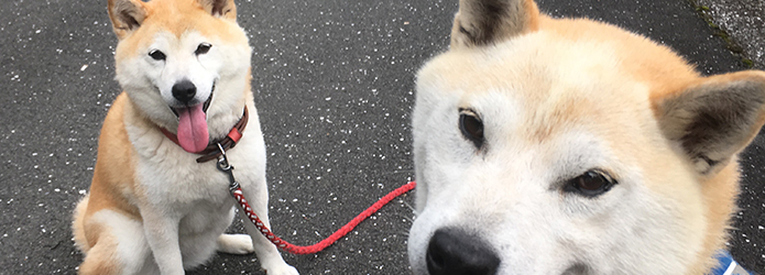 いつでもザブザブ土居川ワン歩
