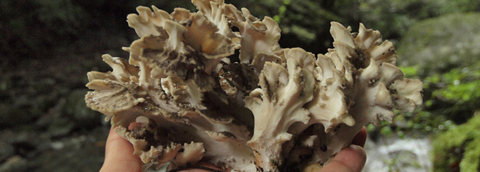 日本で一番早い天然マイタケ採りへ！