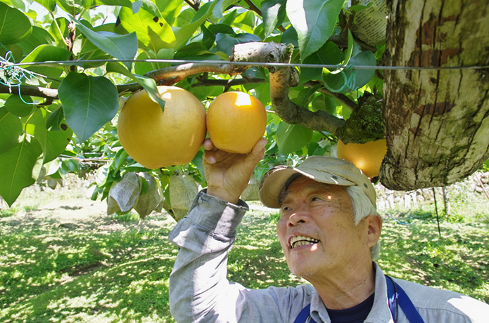 新高梨（にいたかなし）の季節がやってきた！