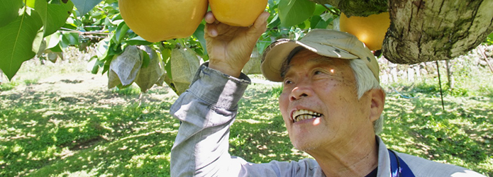 新高梨（にいたかなし）の季節がやってきた！