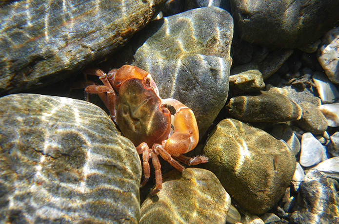 「仁淀川いきものがたり」サワガニの不思議