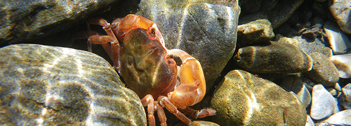 「仁淀川いきものがたり」サワガニの不思議