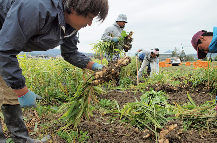 生姜の収穫風景に、次世代農家の姿を垣間見る
