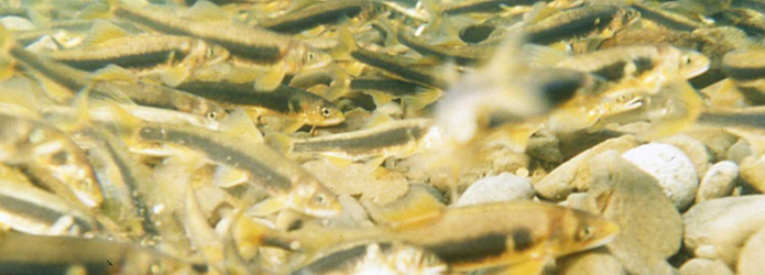 ＜川遊び人の独り言＞４　アユの産卵〜命のバトンタッチの現場では〜