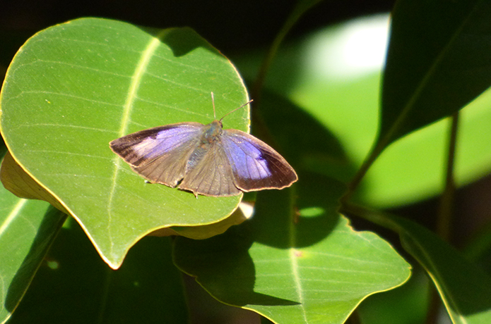 「仁淀川いきものがたり」冬だって虫は生きている！