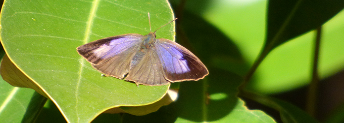 「仁淀川いきものがたり」冬だって虫は生きている！