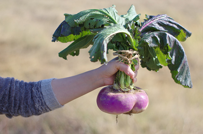 天空の山里に伝わる、赤いかぶ