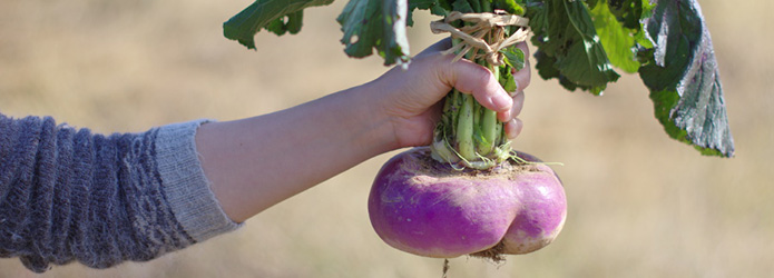 天空の山里に伝わる、赤いかぶ