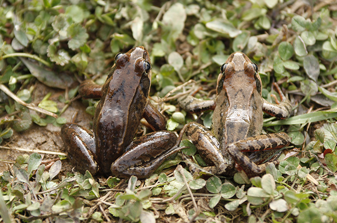 「仁淀川いきものがたり」里山の神的存在アカガエル！