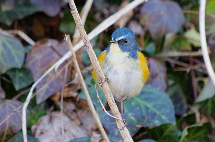 禅スタイルで野鳥観察