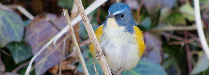 禅スタイルで野鳥観察