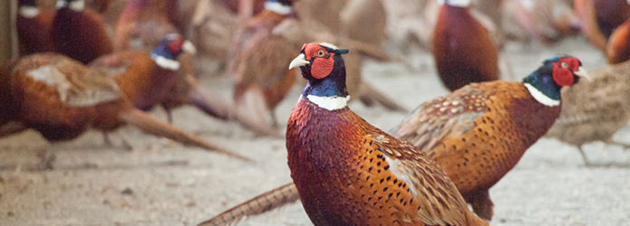 日本古来の美味に、秘境で出合う