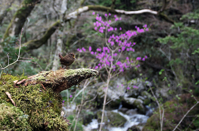 新連載！　＜仁淀川野鳥生活記＞１　小さなミソサザイのパワーあふれるさえずり