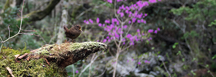 新連載！　＜仁淀川野鳥生活記＞１　小さなミソサザイのパワーあふれるさえずり