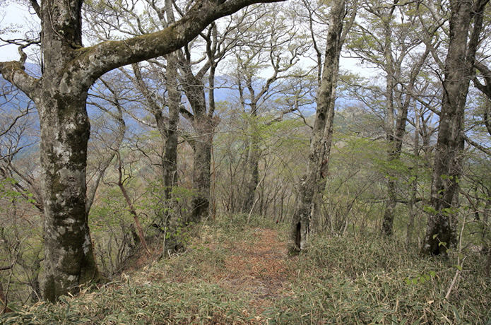 新連載！　＜清冽な仁淀川を生み出す源の森たち＞１　水の峠（みずのとう）から雑誌山（ぞうしやま）