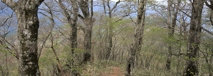 新連載！　＜清冽な仁淀川を生み出す源の森たち＞１　水の峠（みずのとう）から雑誌山（ぞうしやま）