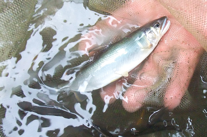 今年の仁淀川、アユが乱舞しているらしい
