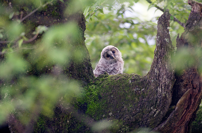 ＜仁淀川野鳥生活記＞２　古木に抱かれる命