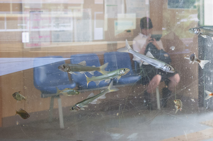 無人駅で、清流の女王に出合う