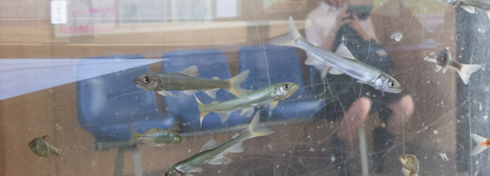 無人駅で、清流の女王に出合う