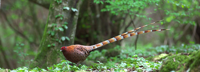 ＜仁淀川野鳥生活記＞３　山の主、森の精霊