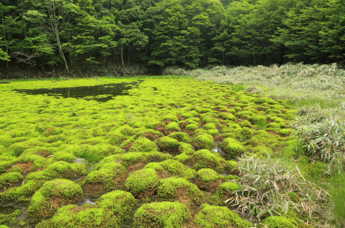 ＜清冽な仁淀川を生み出す源の森たち＞３　笹倉湿原（さぞうしつげん）