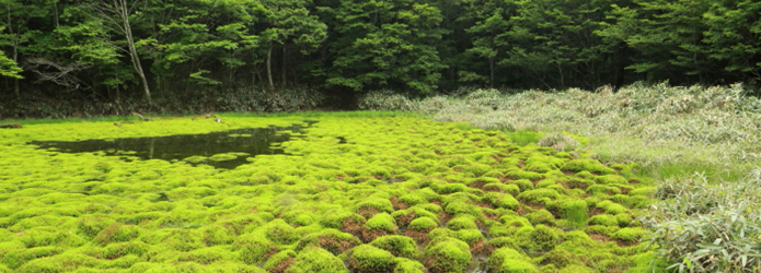 ＜清冽な仁淀川を生み出す源の森たち＞３　笹倉湿原（さぞうしつげん）