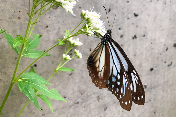美しい蝶や仙人（？）、そして仁淀川の大展望！　秋の加茂山ハイクへ