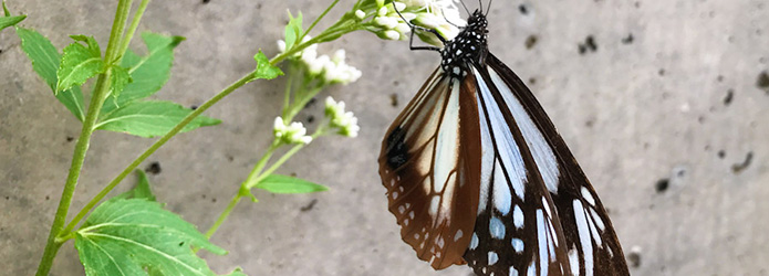 美しい蝶や仙人（？）、そして仁淀川の大展望！　秋の加茂山ハイクへ