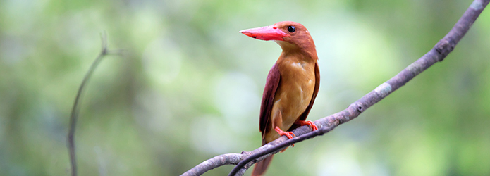 ＜仁淀川野鳥生活記＞４　カワセミの仲間