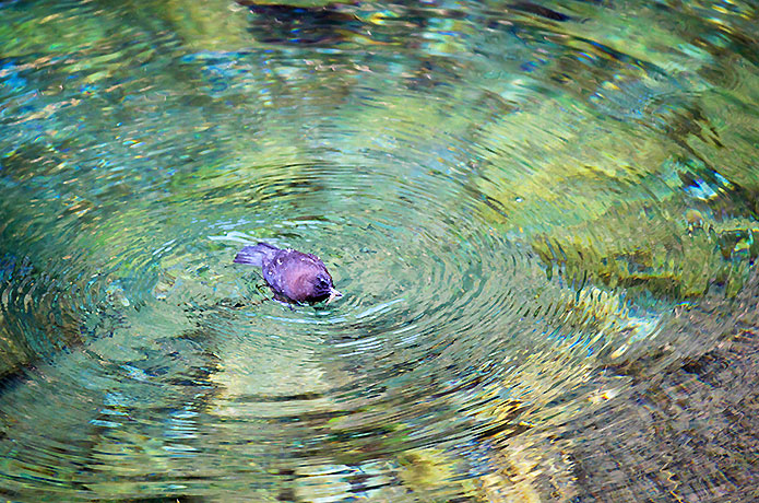 ＜仁淀川野鳥生活記＞５　仁淀ブルーに輝くカワガラス