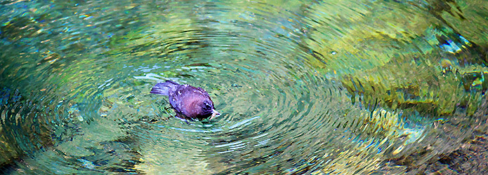 ＜仁淀川野鳥生活記＞５　仁淀ブルーに輝くカワガラス