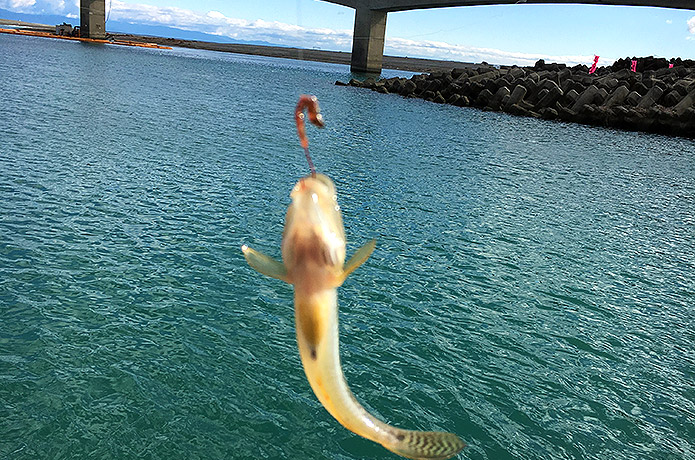 仁淀川河口のハゼ釣り