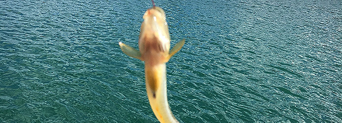 仁淀川河口のハゼ釣り
