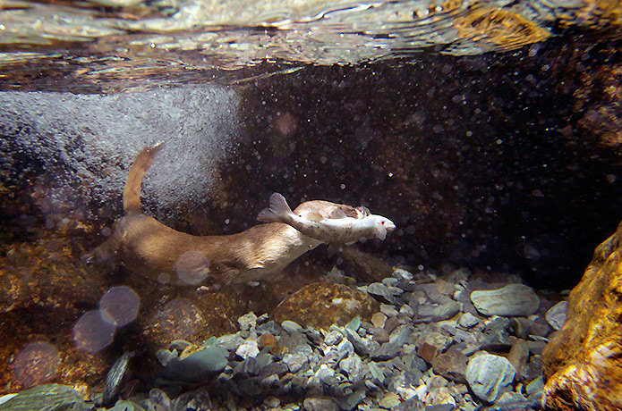 ＜仁淀川野鳥生活記＞6　仁淀ブルーに潜って魚を捕るニホンイタチ