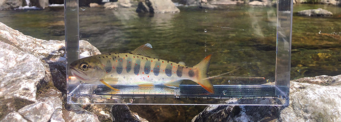 仁淀ブルーの水に磨かれた美しい魚体を記録する