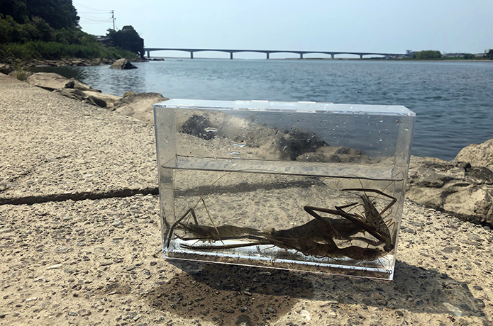 真夏の仁淀川河口でメチャ楽しい早朝テナガエビ釣り