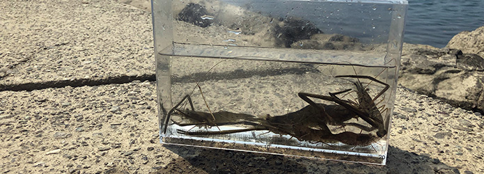 真夏の仁淀川河口でメチャ楽しい早朝テナガエビ釣り