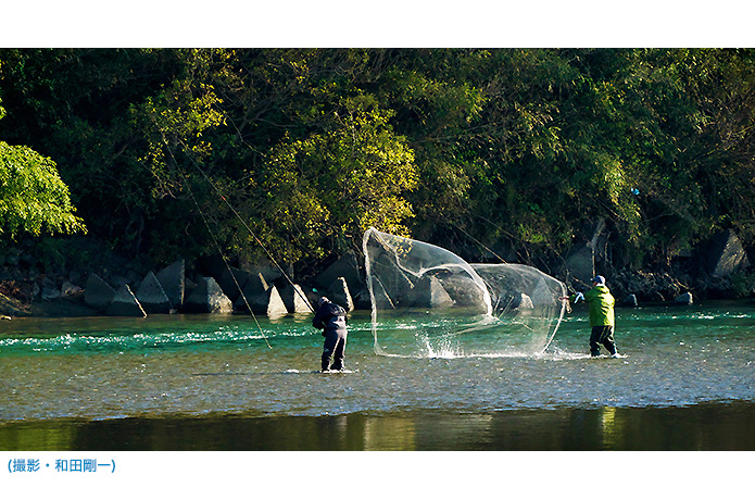 野鳥写真家・和田剛一さんと"空飛ぶ川漁師"ミサゴの「落ちアユ漁」を見に行ってきた