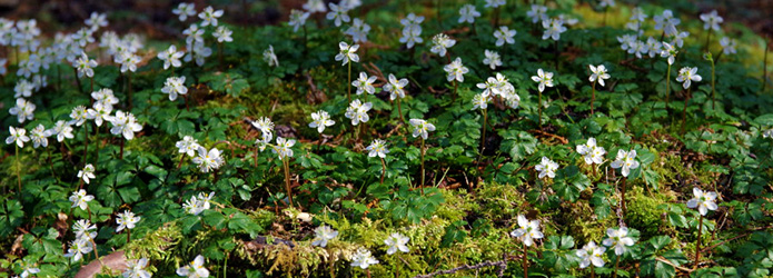 牧野富太郎博士も感動！？　加茂の里でバイカオウレンが見ごろです
