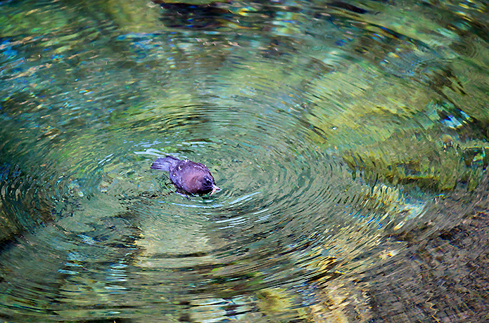 【アンコール記事】＜仁淀川野鳥生活記＞５　仁淀ブルーに輝くカワガラス（2018.12.21配信）