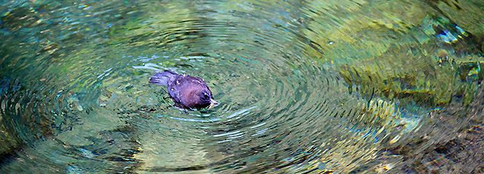 【アンコール記事】＜仁淀川野鳥生活記＞５　仁淀ブルーに輝くカワガラス（2018.12.21配信）