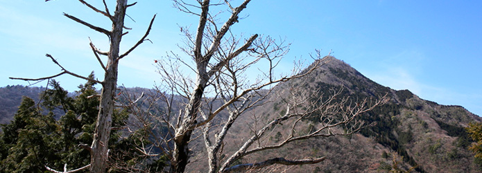 【アンコール記事】＜清冽な仁淀川を生み出す源の森たち＞最終回　黒滝山（2019.03.22配信）