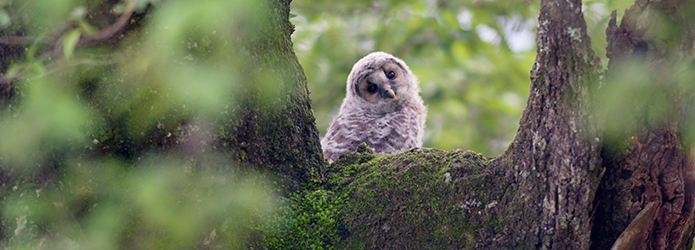 【アンコール記事】＜仁淀川野鳥生活記＞２　古木に抱かれる命（2018.06.08配信）