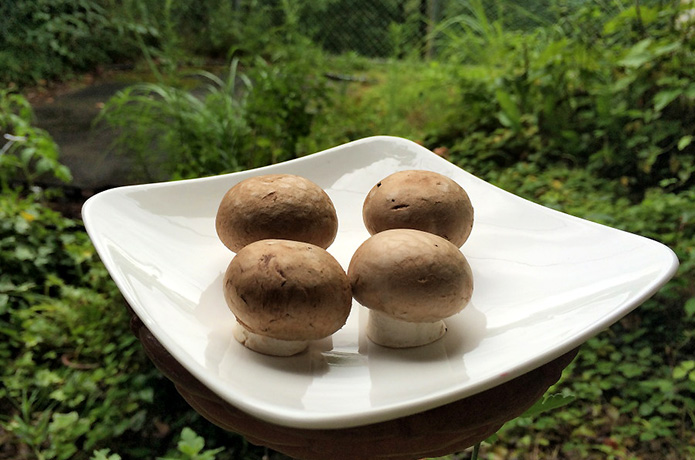 求む！　仁淀ブルーから生まれた「チェルキオ（まる）」を継ぐもの