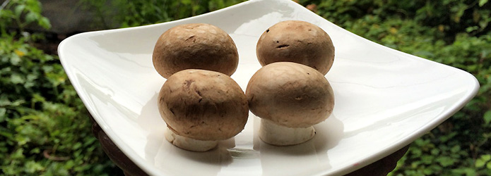 求む！　仁淀ブルーから生まれた「チェルキオ（まる）」を継ぐもの