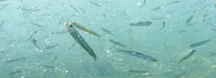 仁淀川の早春スペクタクル、アユの遡上が始まってます！